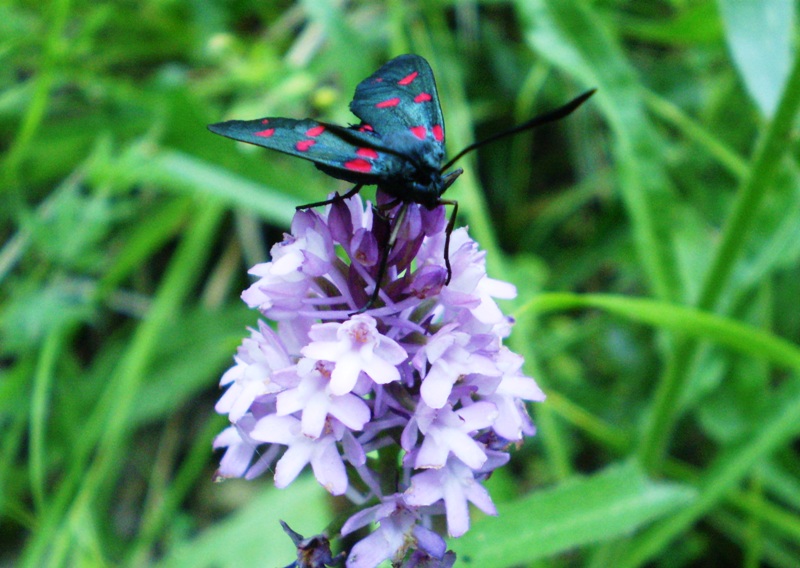 Zygaena da identificare